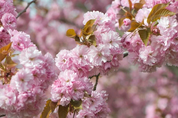 Cereza Japonesa Prunus Serrulata Flores Emsland Baja Sajonia Alemania Europa —  Fotos de Stock