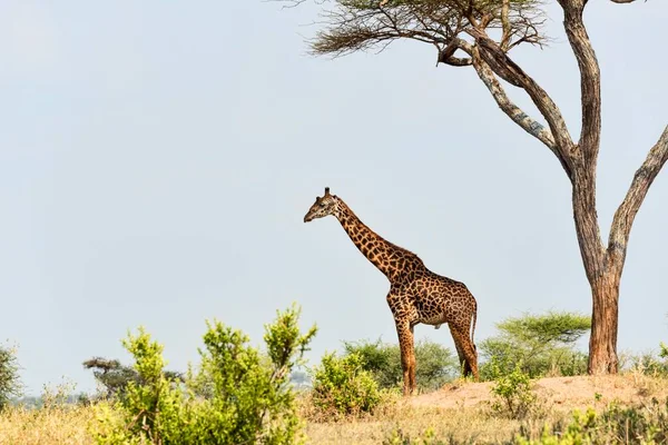 Giraffe Giraffa Camelopardalis Tarangire Tanzania Africa — стоковое фото