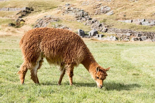 Alpakas Vicugna Pacos Ernähren Sich Von Saftigen Wiesen Cusco Peru — Stockfoto