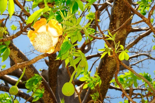 Baobá Adansonia Digitata Com Flor Mayotte África — Fotografia de Stock