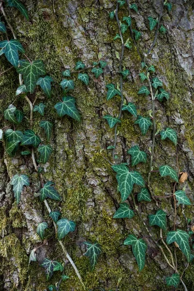 Ivy Tree Trunk Austria Europe — 图库照片