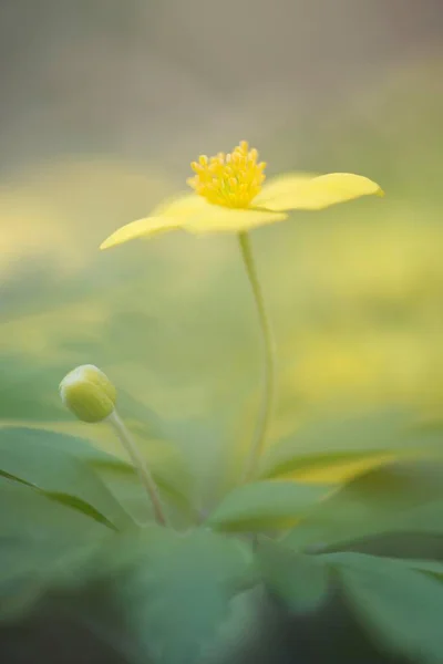 Fotos De Anemone Ranunculoides De Stock Anemone Ranunculoides Imagenes Libres De Derechos Depositphotos