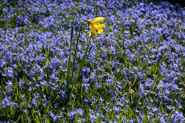 Narzisse Narcissus Einem Feld Mit Scilla Blumen Schweden Europa — Stockfoto