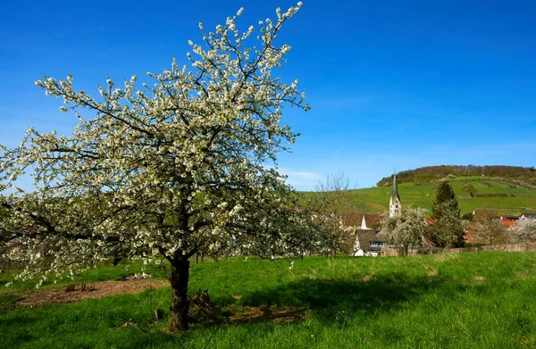 Blommande Körsbärsträd Ebringen Markgrflerland Schwarzwald Baden Wrttemberg Tyskland Europa — Stockfoto