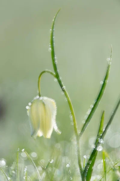 Fritillaria Cabeza Serpiente Blanca Fritillaria Meleagris Hesse Alemania Europa — Foto de Stock