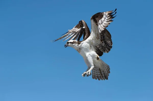 Osprey Pandion Haliaetus Voo Everglades National Park Flórida Eua América — Fotografia de Stock
