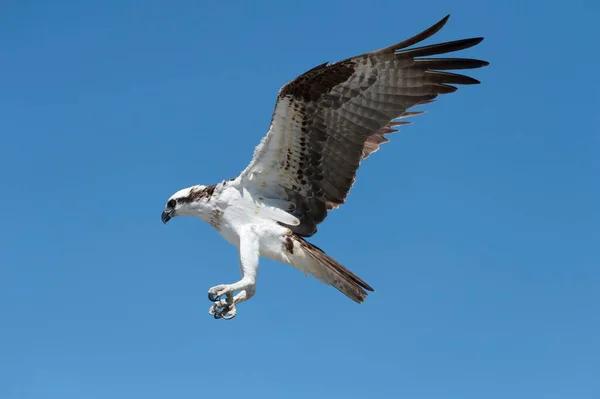 Osprey Pandion Haliaetus Voo Everglades National Park Flórida Eua América — Fotografia de Stock