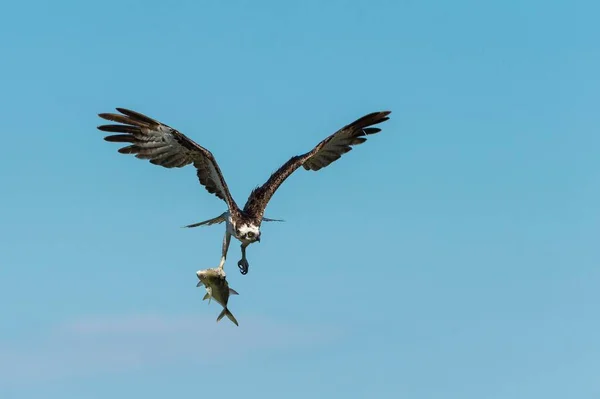 Osprey Pandion Haliaetus Voo Com Peixes Everglades National Park Flórida — Fotografia de Stock