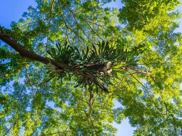 Lianas Trees Frenchmans Cove Drapers Portland Region Jamaica Central America — Stock Photo, Image