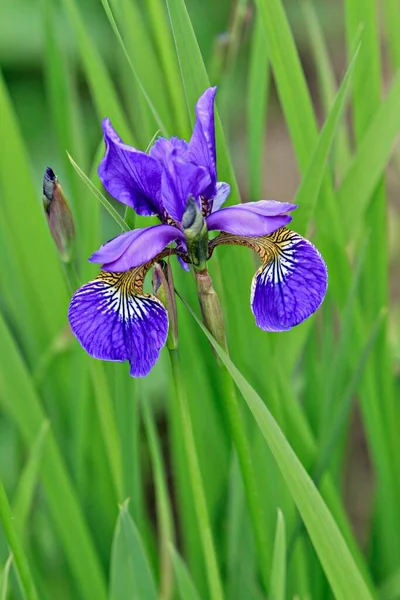 Iris Iris Vista Cercana —  Fotos de Stock