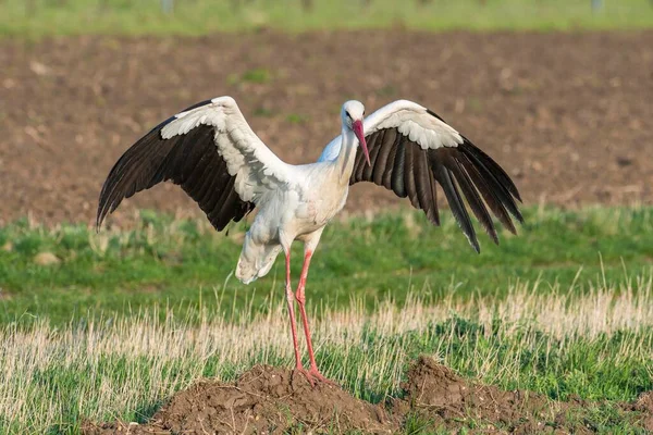 Witte Ooievaar Ciconia Ciconia Staand Met Uitgespreide Vleugels Burgenland Oostenrijk — Stockfoto