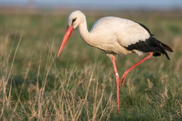 Witte Ooievaar Ciconia Ciconia Nationaal Park Lake Neusiedl Burgenland Oostenrijk — Stockfoto