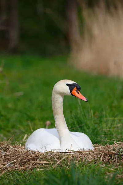 Cisne Mudo Cygnus Olor Meditando Nido Schleswig Holstein Alemania Europa — Foto de Stock