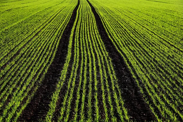 Mudas Verdes Campo Pistas Trator Suábia Superior Baden Wrtemberg Alemanha — Fotografia de Stock