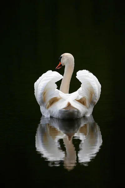 Cisne Mudo Cygnus Olor Nadando Modo Planador Com Reflexão Água — Fotografia de Stock