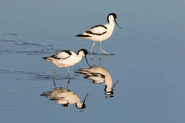 Two Pied Avocets Recurvirostra Avosetta Reflected Water Texel Netherlands Europe — Stock Photo, Image