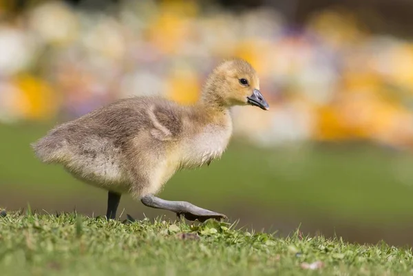 Greylag Goose Anser Anser Chick Hesse Germany Europe — стоковое фото