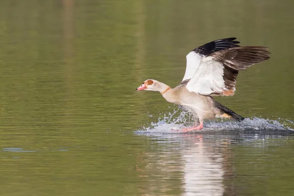 Египетская Goose Phochen Aegyptiacus Приземлившаяся Воде Гессен Германия Европа — стоковое фото
