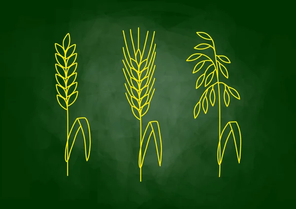 黒板に穀物の描画 — ストックベクタ