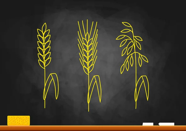 Tahıllar yazı tahtası üzerinde çizim — Stok Vektör