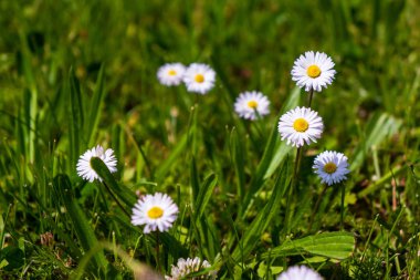 Papatya çiçek ciğeri arazi