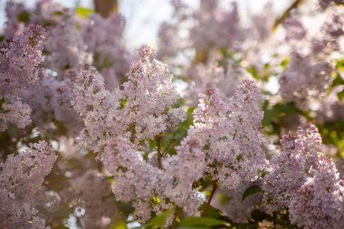 ağaç çiçeği bahar