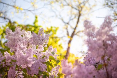 ağaç çiçeği bahar