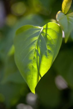 güneş ışığı ile yaprak yeşil