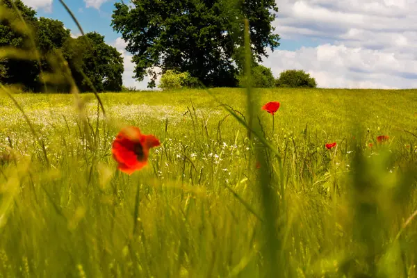 Kırmızı çiçekli yaz manzara