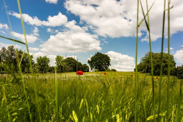Kırmızı çiçekli yaz manzara