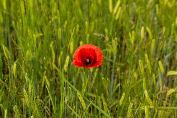 Ciğeri topraklarda kırmızı çiçek