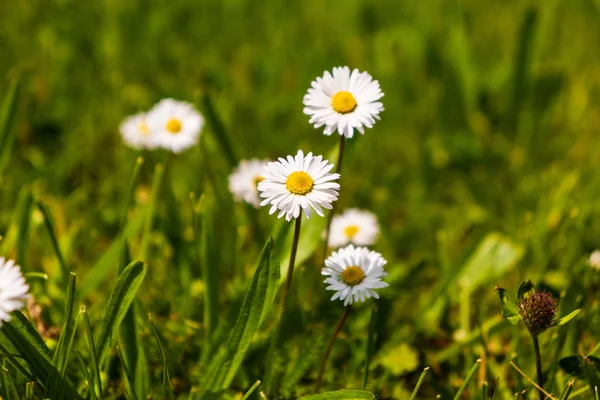 Papatya çiçek ciğeri arazi