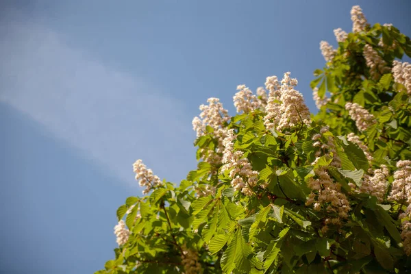 ağaç çiçeği bahar