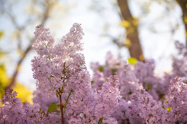 ağaç çiçeği bahar