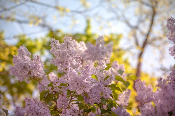 ağaç çiçeği bahar