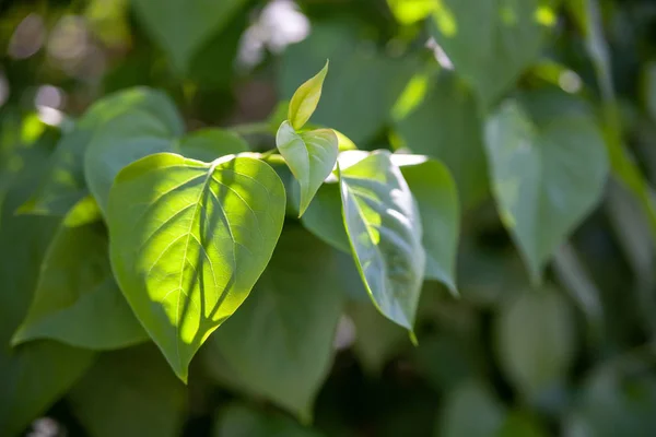 güneş ışığı ile yaprak yeşil
