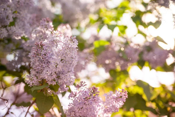 ağaç çiçeği bahar