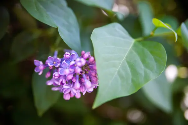 Mor ağaç çiçeği bahar zaman