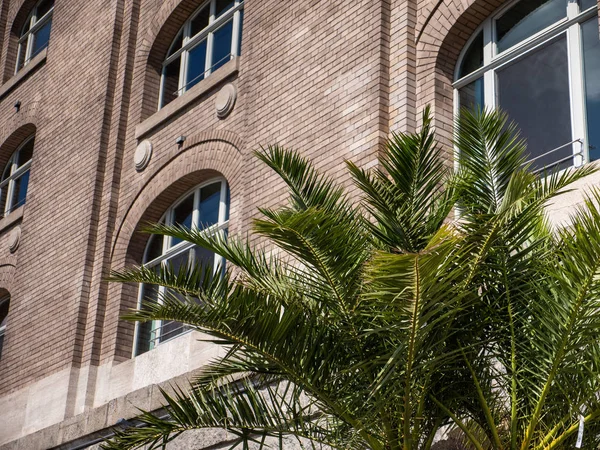 Palmiye ağacı ile eski endüstriyel cephe