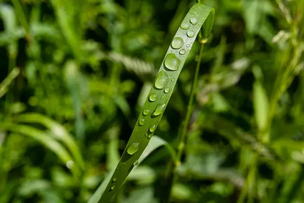 Zielony Liść Kroplami Wody — Zdjęcie stockowe