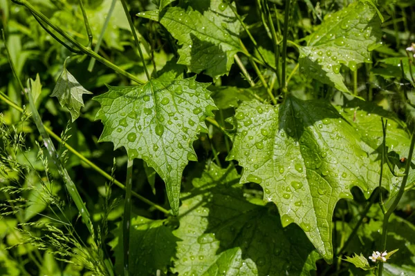 Su damlalı yeşil yaprak