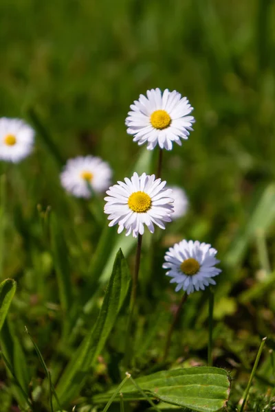 Papatya çiçek ciğeri arazi