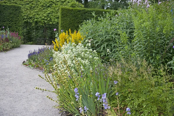 Bluebells & Pinkbells Growing in an English Garden