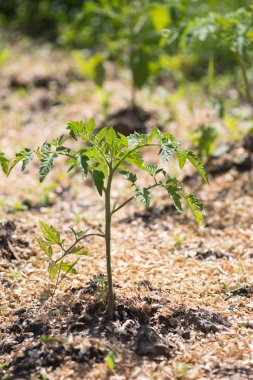 Domates bitki yetiştirme
