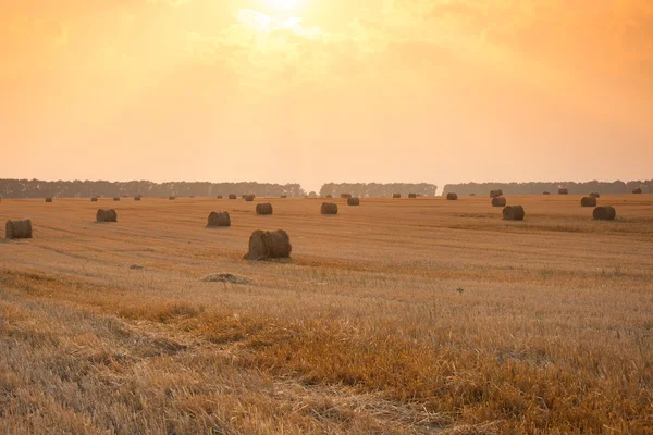 Rolls of hay on sunset