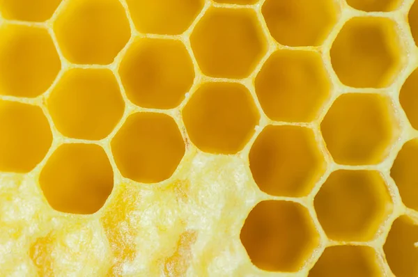Honeycomb närbild vy från ovan — Stockfoto