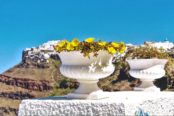 背景の黄色花聖霊降臨祭冬山 — ストック写真