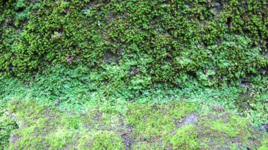 Yeşil yosun arkaplanı olan duvar