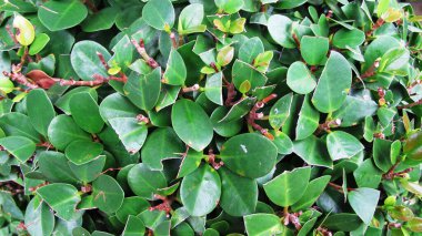 Küçük yeşil yaprak dokusu, Doğal Arkaplan