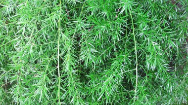 Sivri uçlu yaprak dokusu.